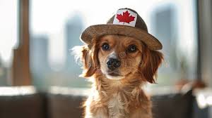 Tolerability of 2 and 4 mg/kg Dosing Every 12 Hour of a Cannabidiol- and Cannabidiolic Acid-Rich Hemp Extract on Mixed-Breed Dogs Utilized for Teaching in a Closed Colony