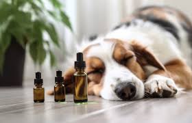 A randomized, double-blind, placebo-controlled study of daily cannabidiol for the treatment of canine osteoarthritis pain