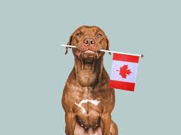 Daily dosing of cannabidiol (CBD) demonstrates a positive effect on measures of stress in dogs during repeated exposure to car travel