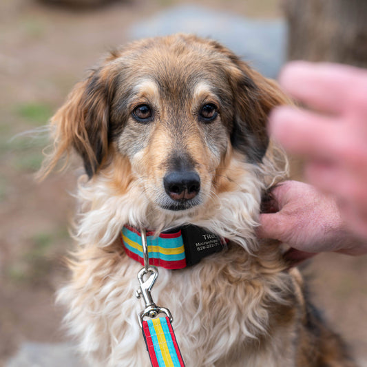 Striped Comfort Dog Collar