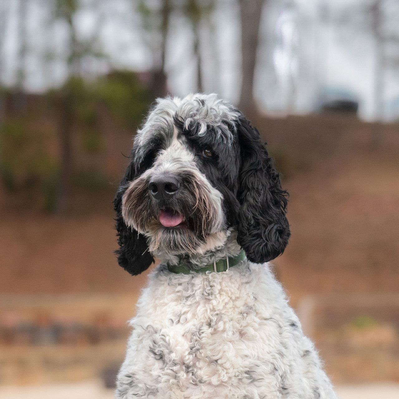 Webbing Dog Collar