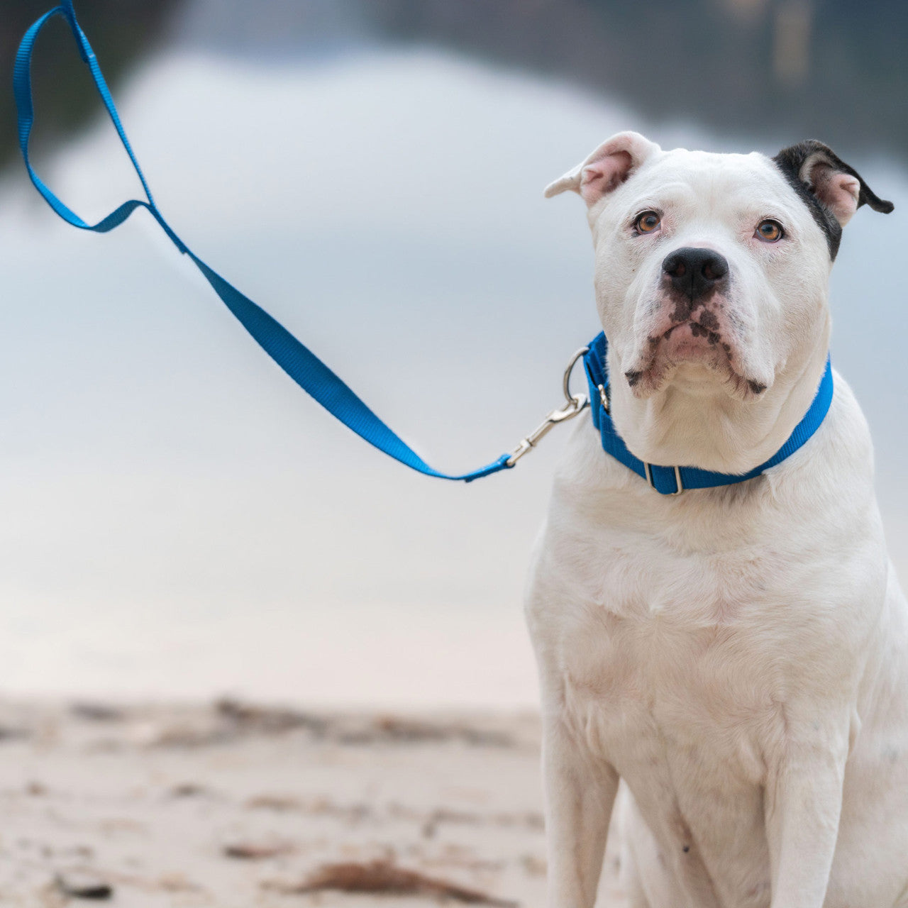 Webbing Dog Leash