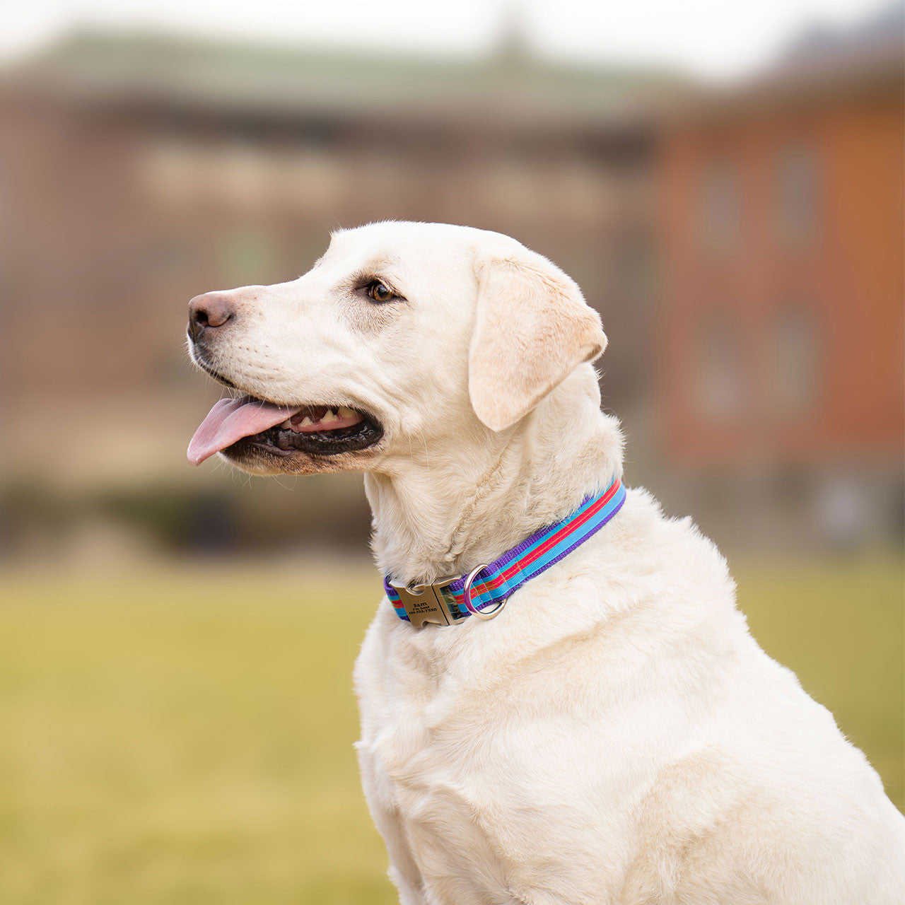 Striped Webbing Dog Collar
